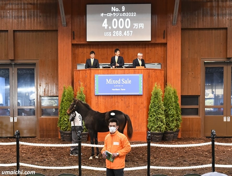 JRA競走に勝ったセール出身馬紹介(2026/1/24-25､ショウヘイがAJCC優勝
