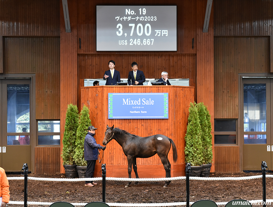 JRA競走に勝ったセール出身馬紹介(2026/2/28-3/1､19頭) - 馬市ドット