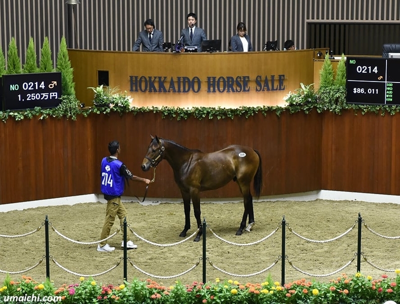 JRA競走に勝ったセール出身馬紹介(2026/5/23-24､18頭) - 馬市ドット