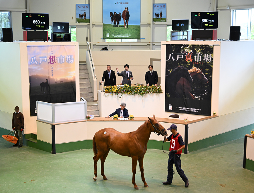 八戸市場2026(Hachinohe Sale)】の結果概要(最高額馬はウインバリア