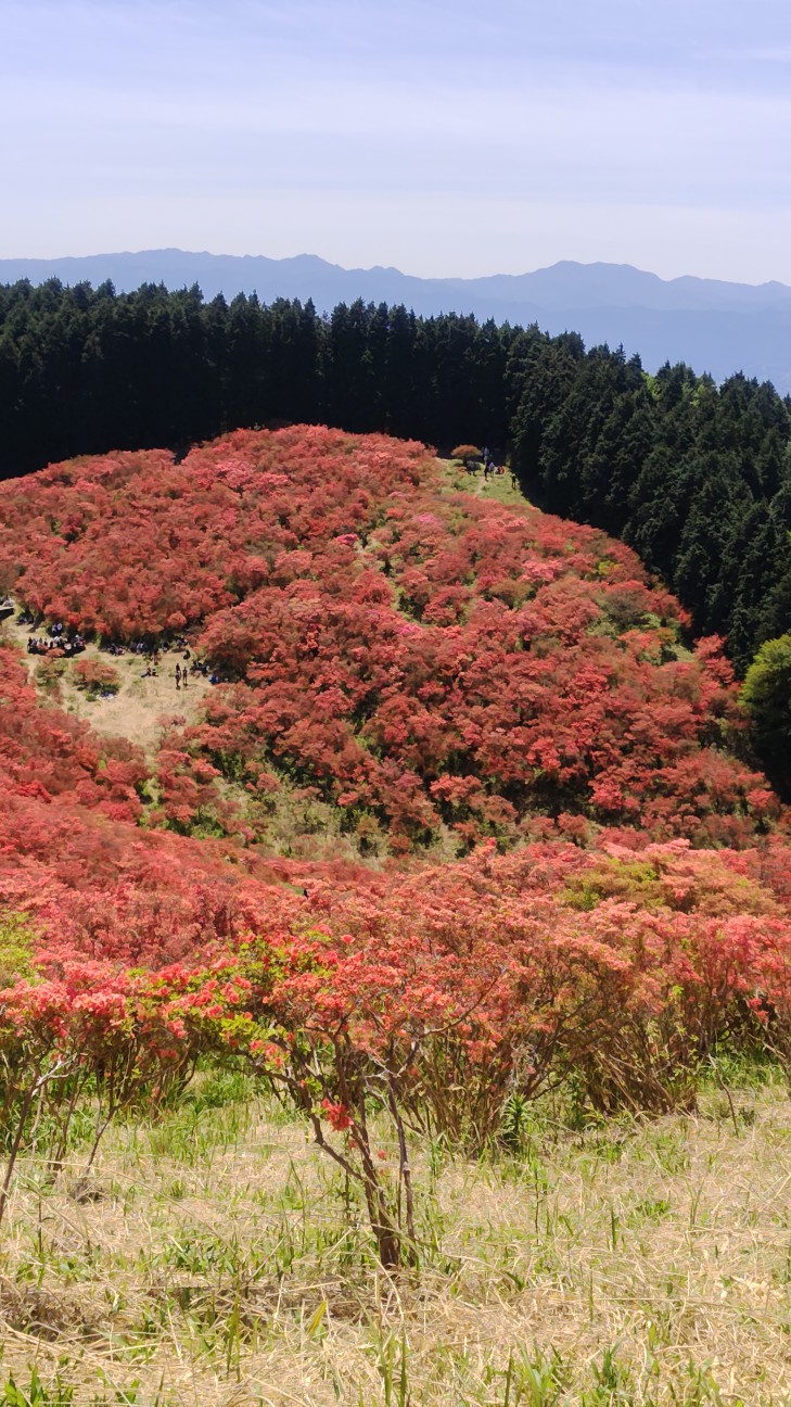 f:id:UMEKOKO:20260515121824j:image