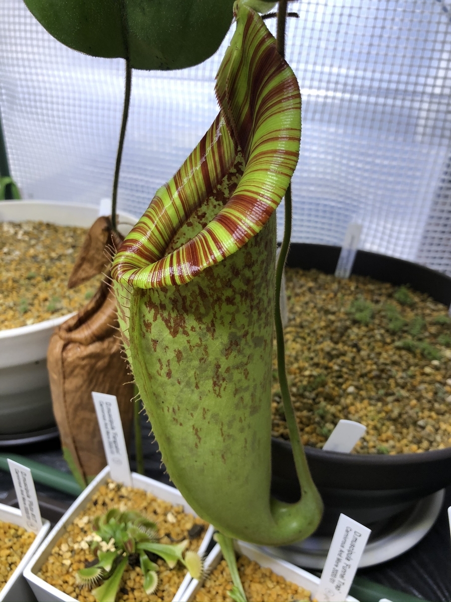 食虫植物日誌 385 ティティのピッチャー Umiの食虫植物日誌 食虫植物日誌 385 ティティのピッチャー Umiの食虫植物日誌