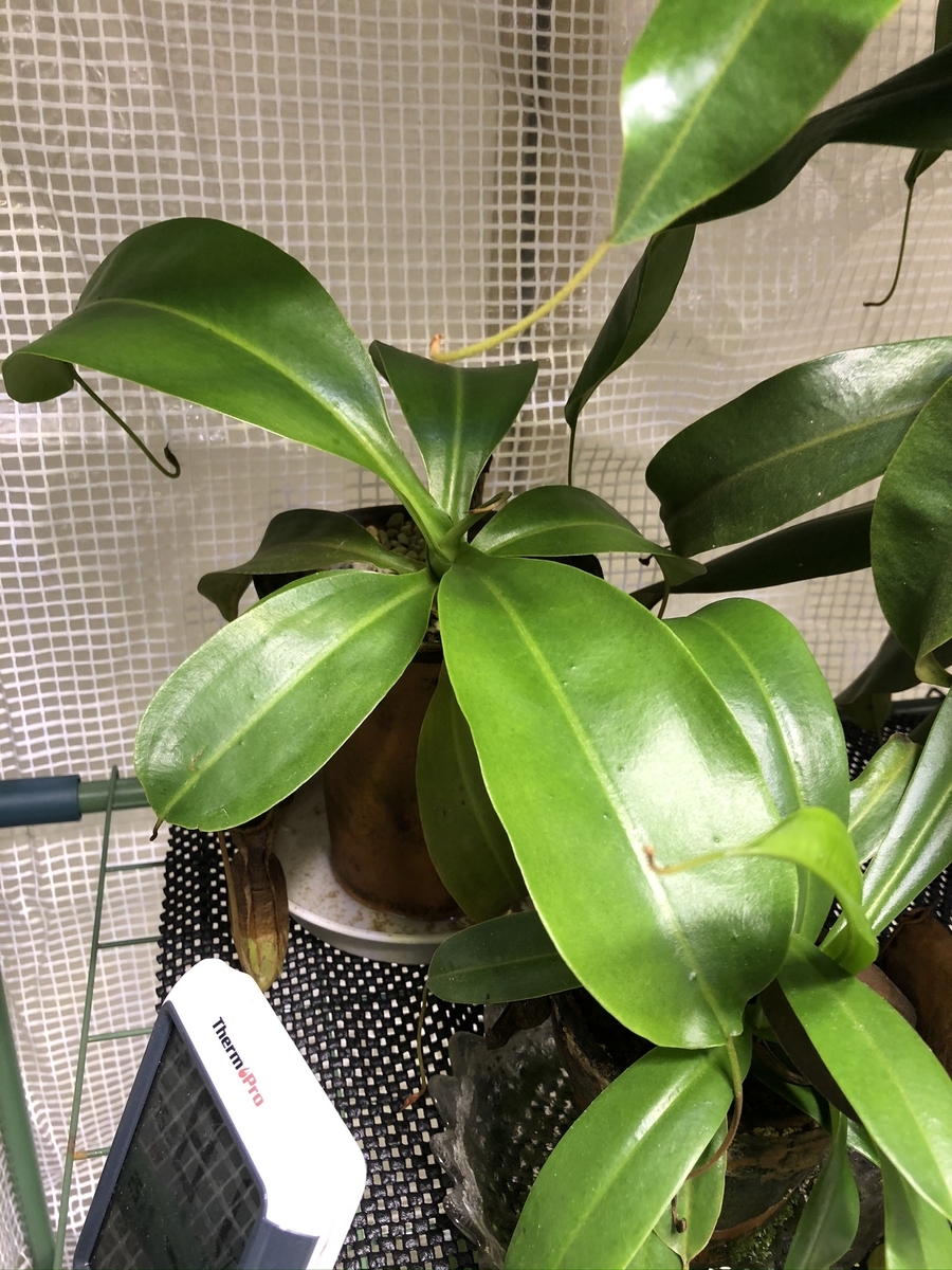 f:id:UMIch:20201007185525j:plain