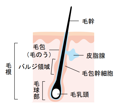 f:id:UMasaton:20200620000640p:plain f:id:UMasaton:20200620000640p:plain