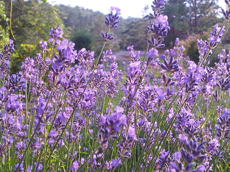 f:id:UN-Director:20120729183723j:image