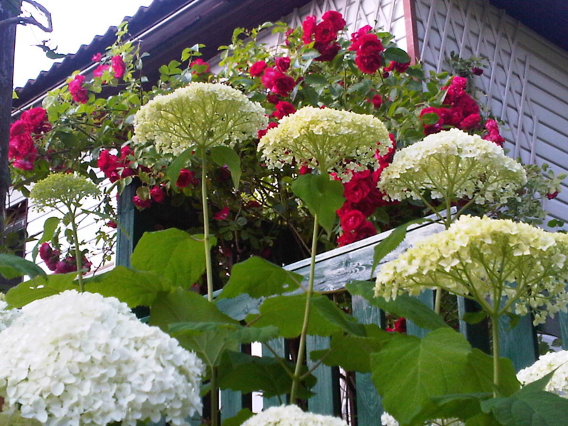 f:id:UN-Director:20120729184115j:image