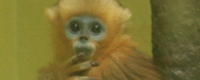 f:id:UNOYO:20091108232232p:image