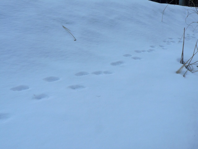 f:id:URURUNDO:20180113023139j:plain f:id:URURUNDO:20180113023139j:plain