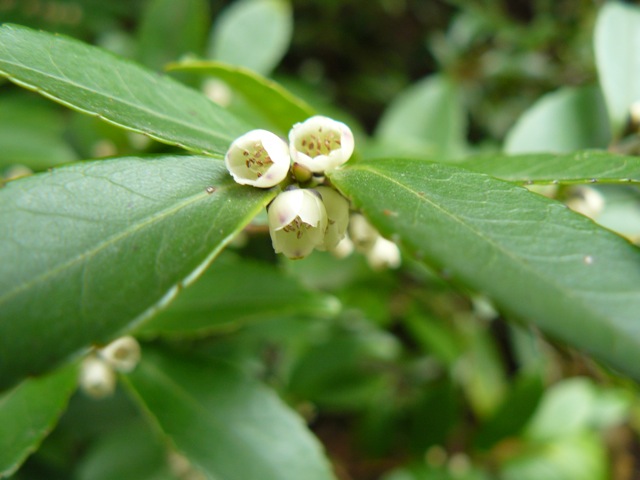 榊の花 Ururundoの雑記帳