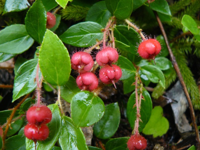 f:id:URURUNDO:20180707235709j:plain