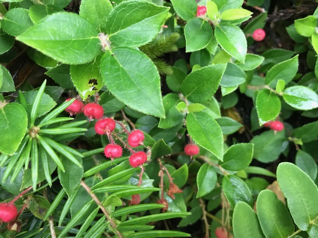 f:id:URURUNDO:20200714003937j:plain