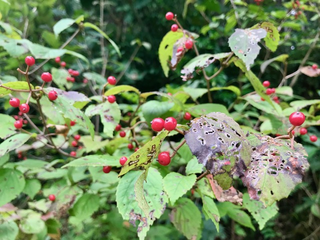 f:id:URURUNDO:20201005233648j:plain f:id:URURUNDO:20201005233648j:plain