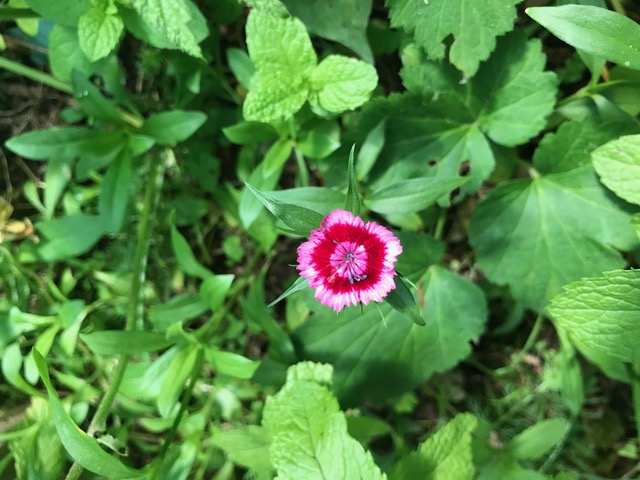 ナデシコの花 - ururundoの雑記帳