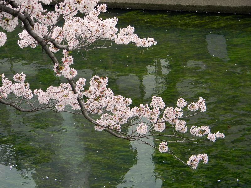 大垣の桜。