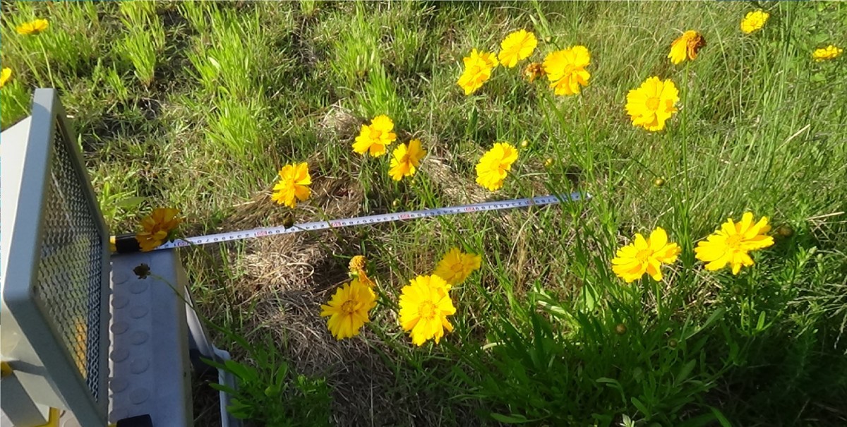 f:id:UV-Flower:20200702170149j:plain f:id:UV-Flower:20200702170149j:plain