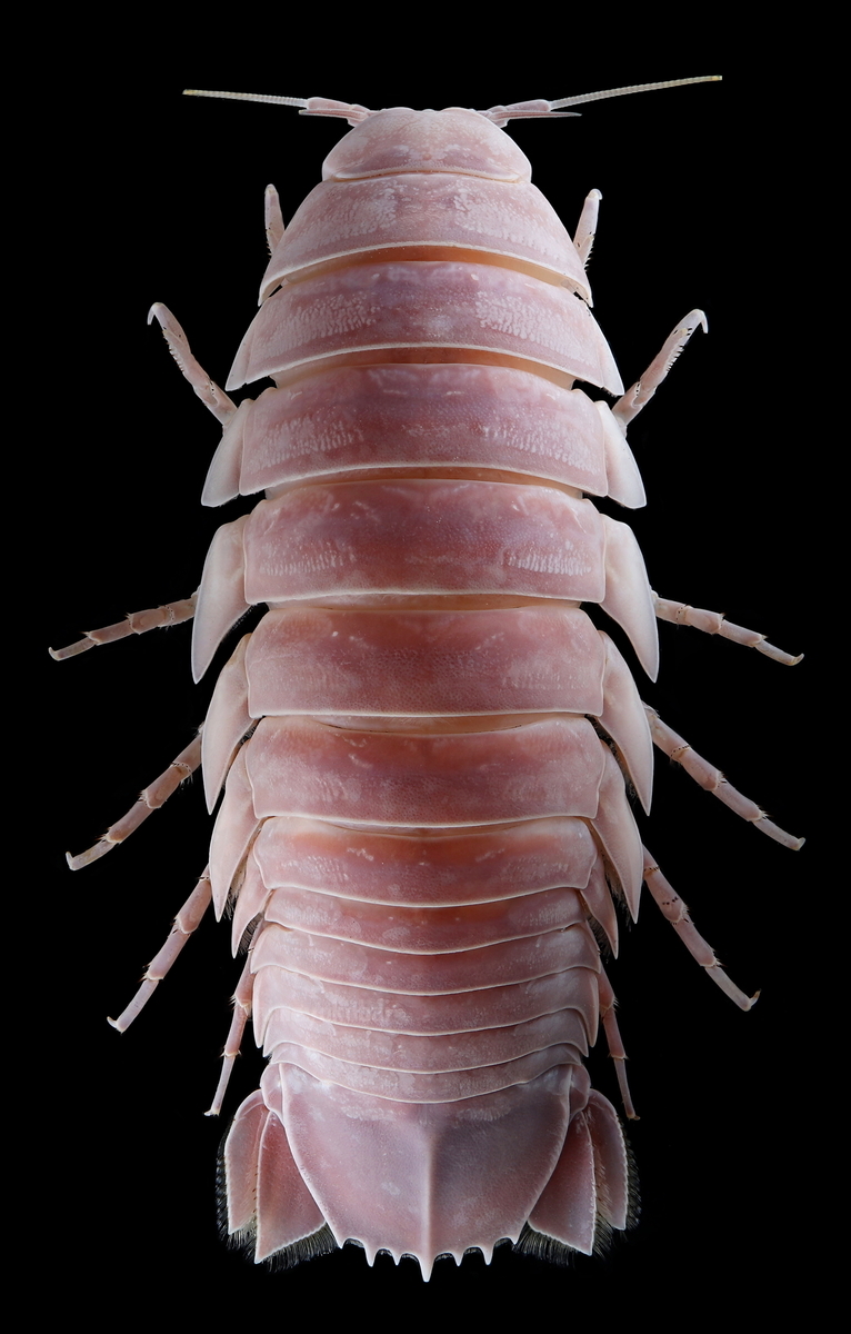 f:id:UZUMUSHI:20200922220523j:plain f:id:UZUMUSHI:20200922220523j:plain