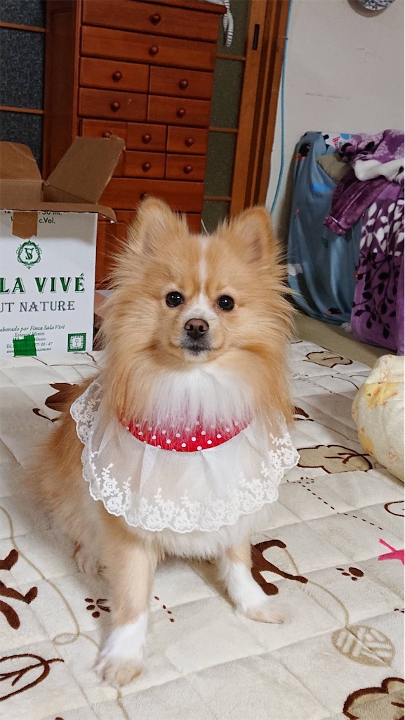 f:id:UchiKen:20200705114016j:image f:id:UchiKen:20200705114016j:image