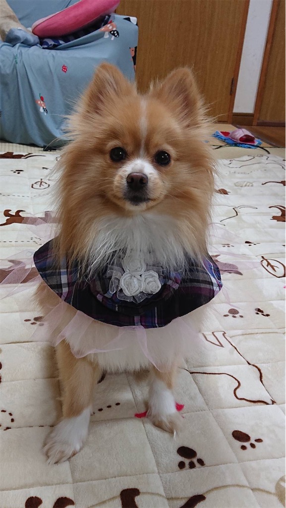 f:id:UchiKen:20200705114019j:image f:id:UchiKen:20200705114019j:image