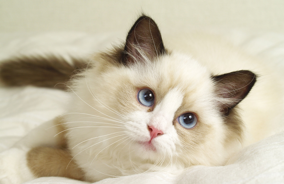 f:id:Umauma:20191108220025j:plain f:id:Umauma:20191108220025j:plain