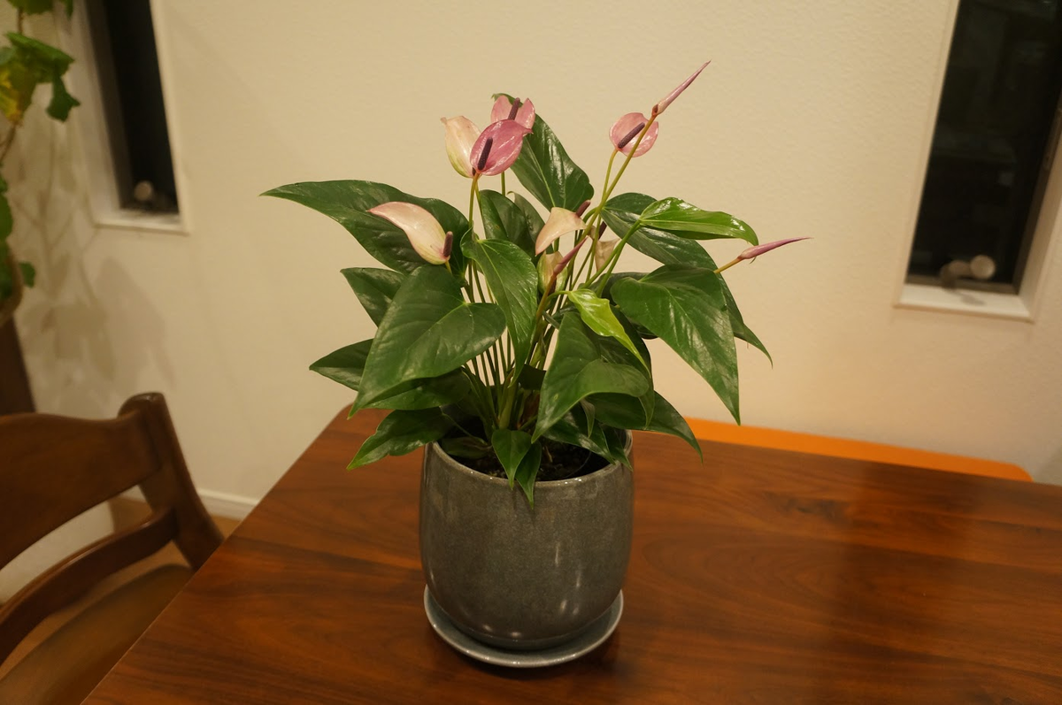 f:id:Umbellata:20200731230726p:plain f:id:Umbellata:20200731230726p:plain