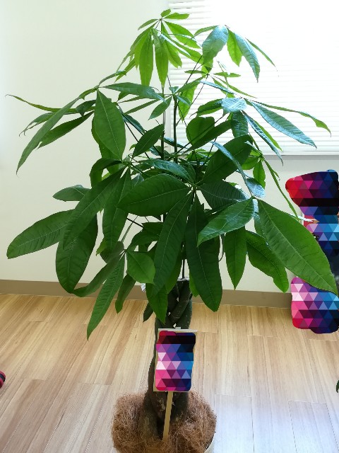 f:id:UmeMere:20210601171428j:image f:id:UmeMere:20210601171428j:image