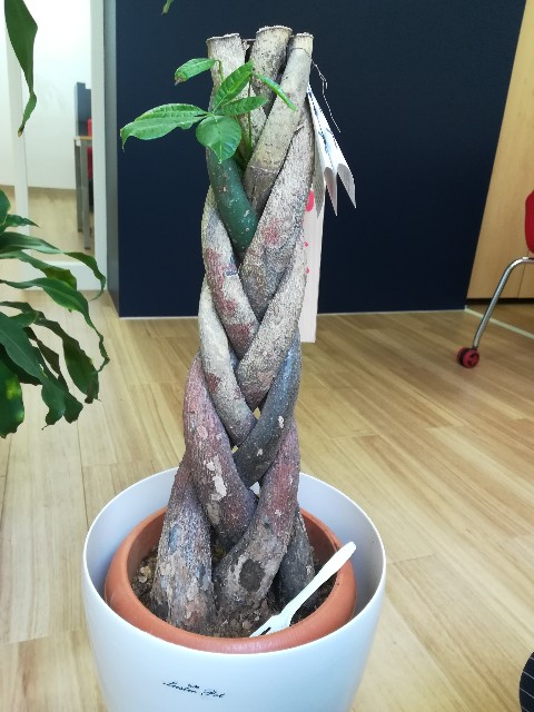 f:id:UmeMere:20210601171457j:image f:id:UmeMere:20210601171457j:image