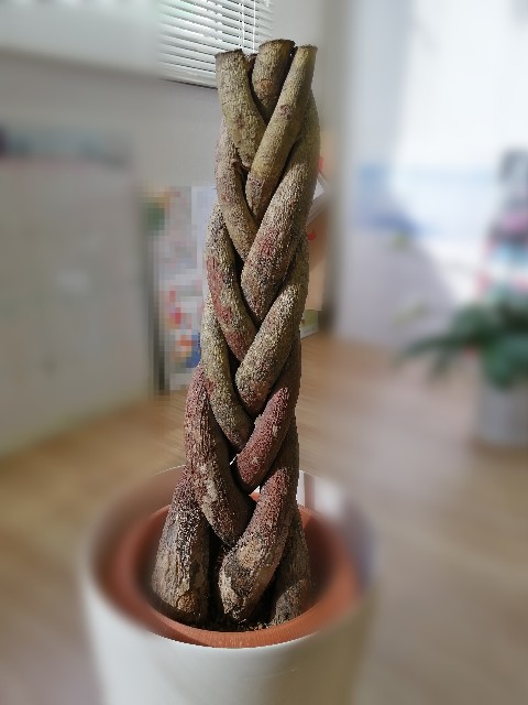 f:id:UmeMere:20210601171602j:image f:id:UmeMere:20210601171602j:image