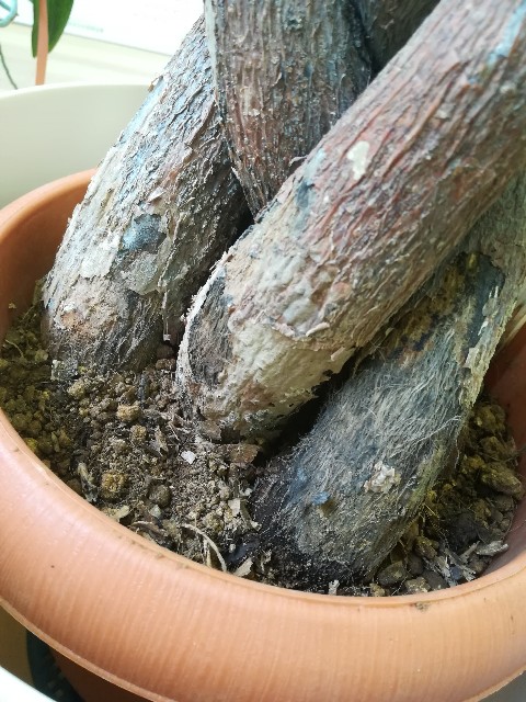 f:id:UmeMere:20210601171753j:image f:id:UmeMere:20210601171753j:image