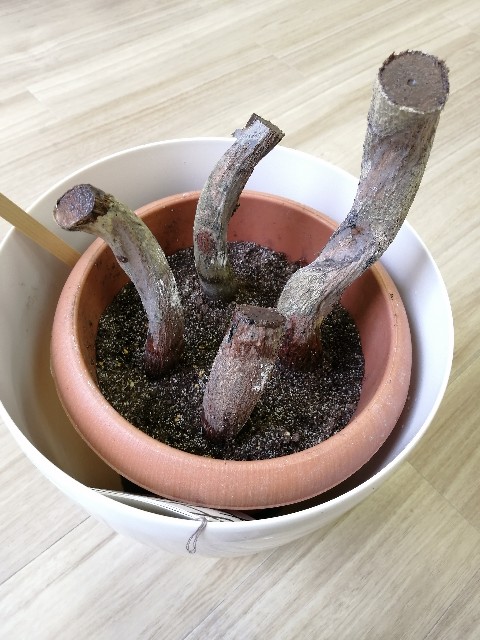 f:id:UmeMere:20210601171956j:image f:id:UmeMere:20210601171956j:image