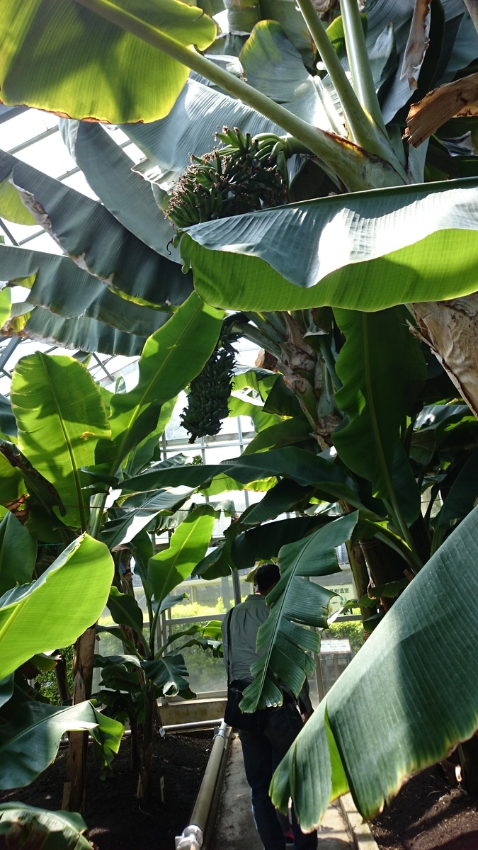 f:id:UmeboshiRock:20190507153314j:plain f:id:UmeboshiRock:20190507153314j:plain