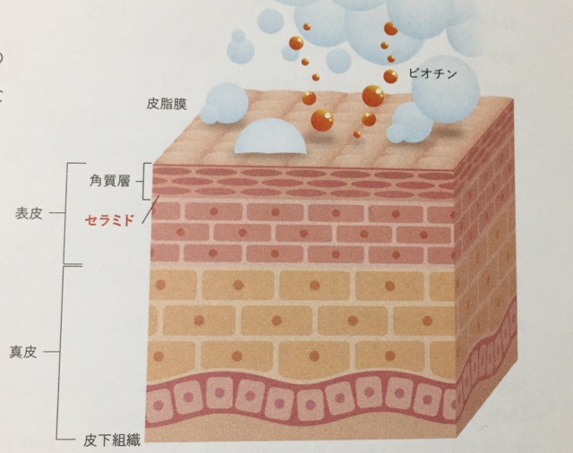 アトピーにビオチン