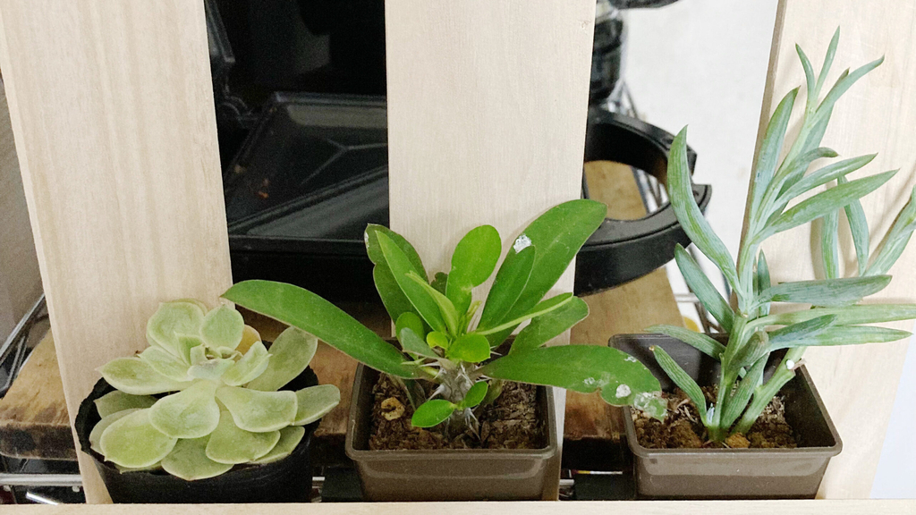 Daiso100円観葉植物買った時