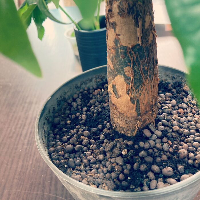 水はけが悪いパキラ
