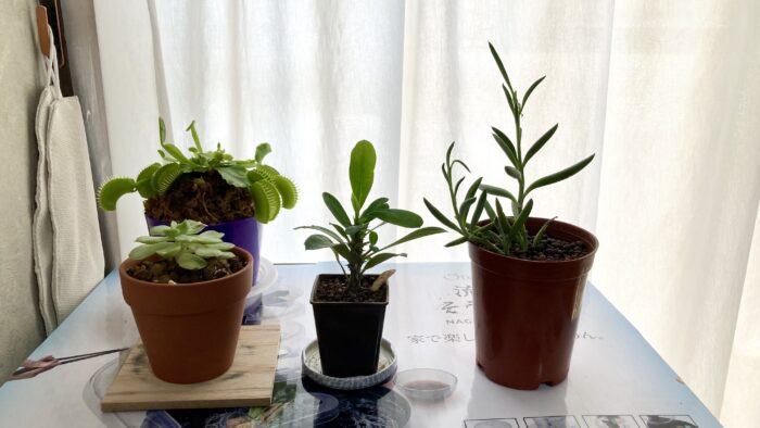 100均一観葉植物一か月後に大きくなった様子