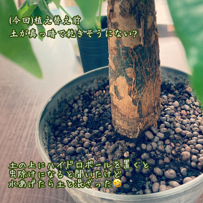 パキラ初心者水はけが悪い状態？