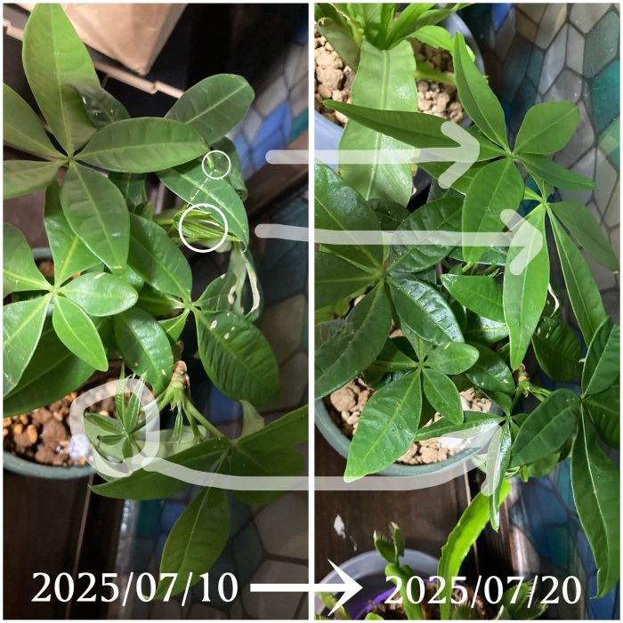 パキラ新芽どのくらいで大きくなったかの画像