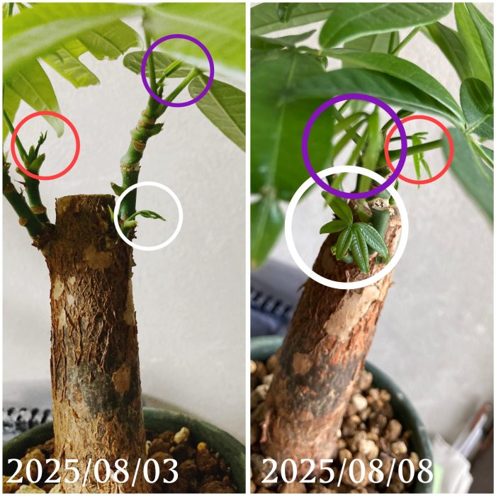パキラ室内で成長再開