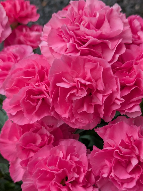 f:id:UncleAlbert:20250520112353j:image