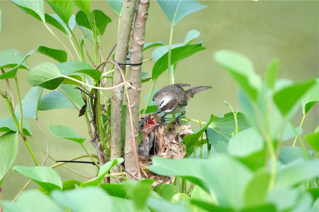 f:id:UnderRainTree:20210523181445j:image f:id:UnderRainTree:20210523181445j:image