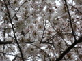 20100401074412