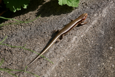 トカゲ（ヒガシニホントカゲ） - 千葉県袖ケ浦市周辺の生物など