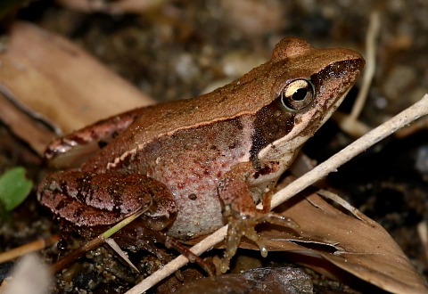 ニホンアカガエル 千葉県袖ケ浦市周辺の生物など