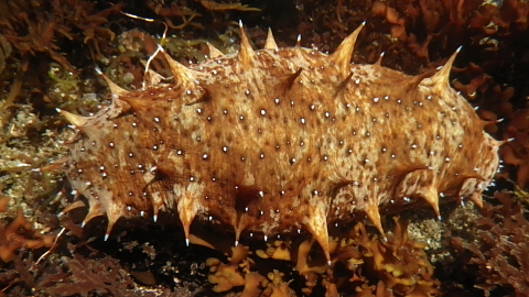 マナマコとは 動植物の人気 最新記事を集めました はてな