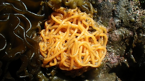 アメフラシ 千葉県袖ケ浦市周辺の生物など