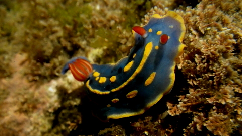 アオウミウシ 千葉県袖ケ浦市周辺の生物など