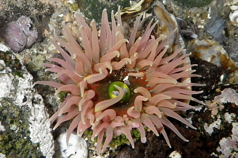 ミドリイソギンチャク 千葉県袖ケ浦市周辺の生物など ミドリイソギンチャク 千葉県袖ケ浦市周辺の生物など