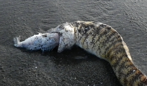 ウツボの死骸 千葉県袖ケ浦市周辺の生物など