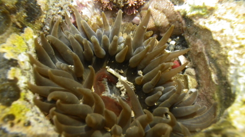 ヨロイイソギンチャク 千葉県袖ケ浦市周辺の生物など