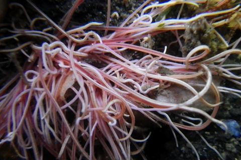 ミズヒキゴカイ 千葉県袖ケ浦市周辺の生物など