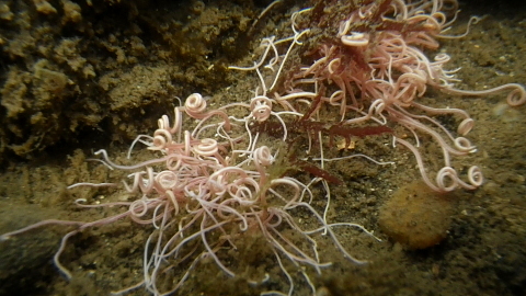 ミズヒキゴカイ 千葉県袖ケ浦市周辺の生物など